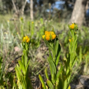 Chrysocephalum apiculatum at Googong, NSW - 20 Oct 2021