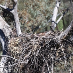 Aquila audax (Wedge-tailed Eagle) at Ainslie, ACT - 19 Oct 2021 by jb2602