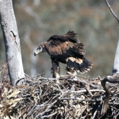 Aquila audax at Ainslie, ACT - suppressed