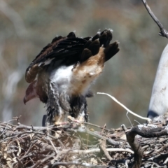 Aquila audax at Ainslie, ACT - suppressed