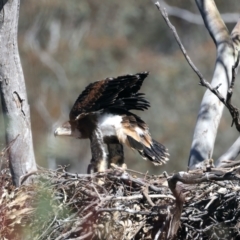 Aquila audax at Ainslie, ACT - suppressed