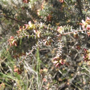 Pultenaea spinosa at Yass River, NSW - 21 Oct 2021