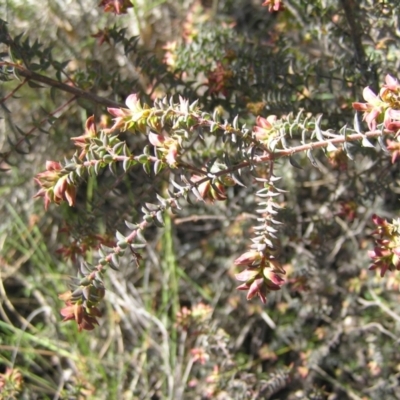Pultenaea spinosa (Spiny Bush-pea, Grey Bush-pea) at Yass River, NSW - 21 Oct 2021 by SueMcIntyre