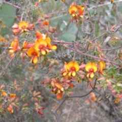 Pultenaea spinosa at Yass River, NSW - 21 Oct 2021