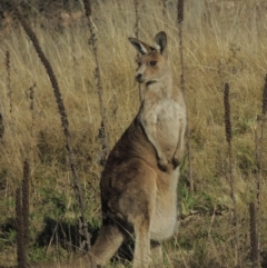 Macropus giganteus (Eastern Grey Kangaroo) at Tuggeranong Hill - 22 Sep 2021 by michaelb