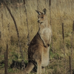 Macropus giganteus at Theodore, ACT - 22 Sep 2021