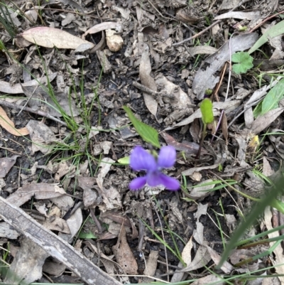 Viola betonicifolia (Mountain Violet) at Bruce, ACT - 21 Oct 2021 by Jenny54