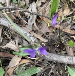 Viola betonicifolia at Bruce, ACT - 21 Oct 2021