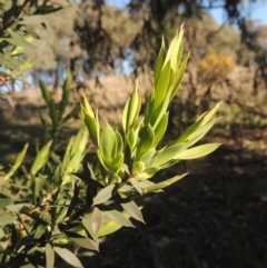 Styphelia triflora (Five-corners) at Theodore, ACT - 22 Sep 2021 by michaelb