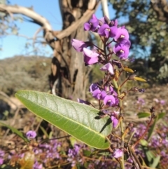 Hardenbergia violacea (False Sarsaparilla) at Theodore, ACT - 22 Sep 2021 by MichaelBedingfield