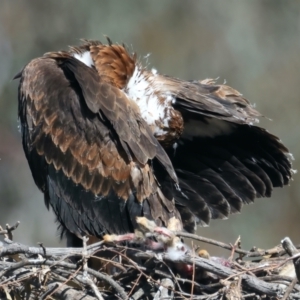 Aquila audax at Ainslie, ACT - 19 Oct 2021