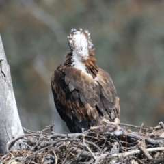 Aquila audax at Ainslie, ACT - suppressed