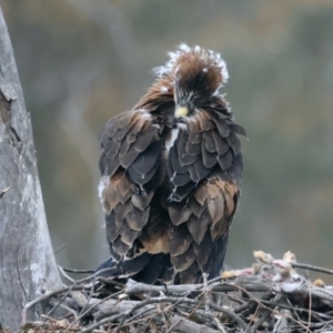 Aquila audax at Ainslie, ACT - 19 Oct 2021