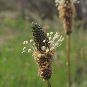 Plantago lanceolata at Theodore, ACT - 11 Oct 2021