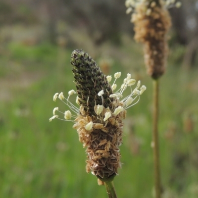 Plantago lanceolata (Ribwort Plantain, Lamb's Tongues) at Theodore, ACT - 11 Oct 2021 by michaelb