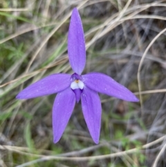 Glossodia major (Wax Lip Orchid) at Aranda, ACT - 21 Oct 2021 by lbradley