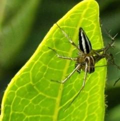 Oxyopes (genus) at Holt, ACT - suppressed