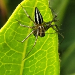 Oxyopes (genus) at Holt, ACT - suppressed