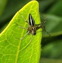 Oxyopes (genus) at Holt, ACT - suppressed