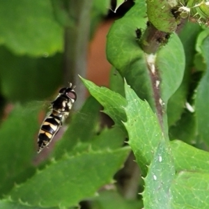 Syrphini sp. (tribe) at Holt, ACT - 21 Oct 2021