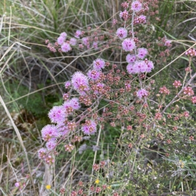 Kunzea parvifolia (Violet Kunzea) at Bruce, ACT - 21 Oct 2021 by Jenny54