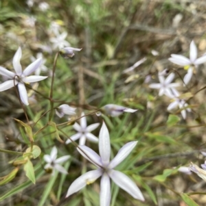 Stypandra glauca at O'Connor, ACT - 21 Oct 2021 10:36 AM