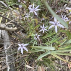 Stypandra glauca at O'Connor, ACT - 21 Oct 2021 10:36 AM