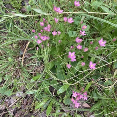 Centaurium sp. (Centaury) at Bruce, ACT - 21 Oct 2021 by Jenny54