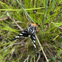 Phalaenoides glycinae (Grapevine Moth) at Mount Taylor - 21 Oct 2021 by Shazw