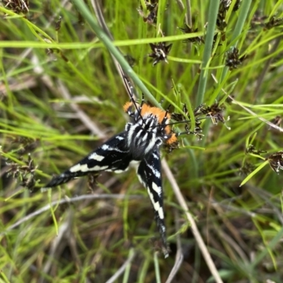 Phalaenoides glycinae (Grapevine Moth) at Mount Taylor - 21 Oct 2021 by Shazw