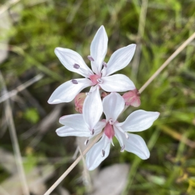 Burchardia umbellata (Milkmaids) at Kambah, ACT - 21 Oct 2021 by Shazw