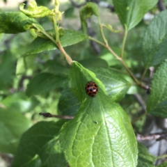 Harmonia conformis (Common Spotted Ladybird) at Hughes, ACT - 20 Oct 2021 by ruthkerruish