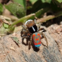 Maratus pavonis (Dunn's peacock spider) at Tennent, ACT - 18 Oct 2021 by CathB