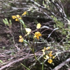 Diuris pardina (Leopard Doubletail) - 1 Jan 1900 by JasonC