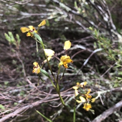 Diuris pardina (Leopard Doubletail) at Coree, ACT - 20 Oct 2021 by JasonC