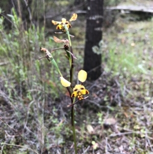 Diuris pardina at Coree, ACT - suppressed