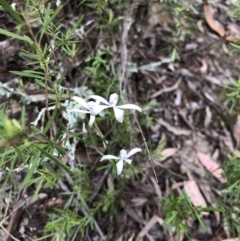 Caladenia ustulata (Brown Caps) at Coree, ACT - 21 Oct 2021 by JasonC