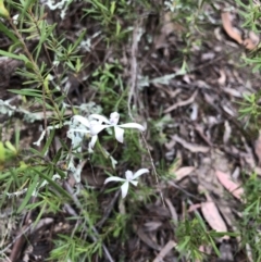 Caladenia ustulata at Coree, ACT - 21 Oct 2021