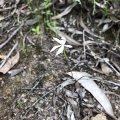 Caladenia ustulata at Coree, ACT - 21 Oct 2021