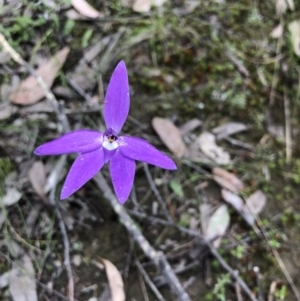 Glossodia major at Coree, ACT - 21 Oct 2021