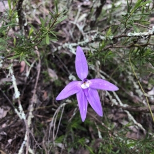 Glossodia major at Coree, ACT - 21 Oct 2021