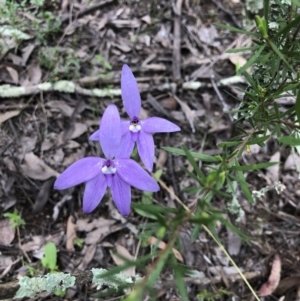 Glossodia major at Coree, ACT - 21 Oct 2021