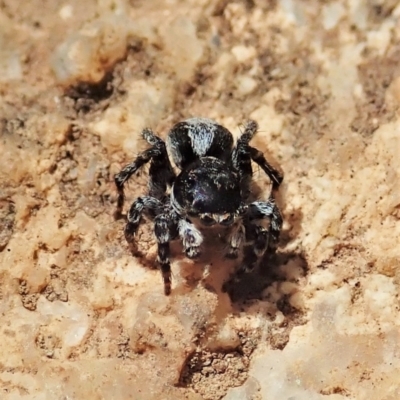 Euophryinae sp. (Rockhopper) undescribed (Euophryinae sp. (Rockhopper) undescribed) at Tennent, ACT - 18 Oct 2021 by CathB