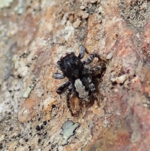 Euophryinae sp. (Rockhopper) undescribed at Tennent, ACT - 18 Oct 2021