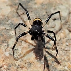 Steatoda sp. (genus) at Tharwa, ACT - 18 Oct 2021 01:23 PM