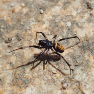 Steatoda sp. (genus) at Tharwa, ACT - 18 Oct 2021 01:23 PM