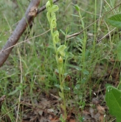 Hymenochilus muticus (Midget Greenhood) at Tennent, ACT - 18 Oct 2021 by CathB