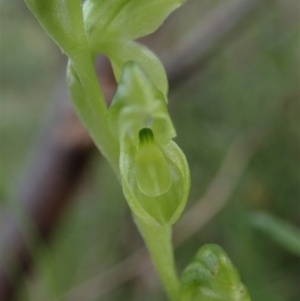 Hymenochilus muticus at Tennent, ACT - suppressed