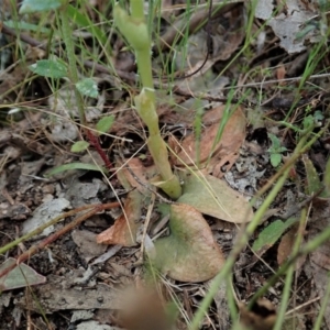 Hymenochilus muticus at Tennent, ACT - suppressed