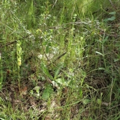 Hymenochilus muticus at Tennent, ACT - suppressed